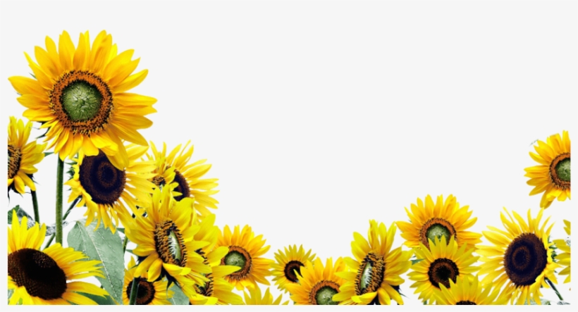 Free Png Download Sunflower Png Png Images Background - Sunflower Garden Transparent Background, transparent png #8183218