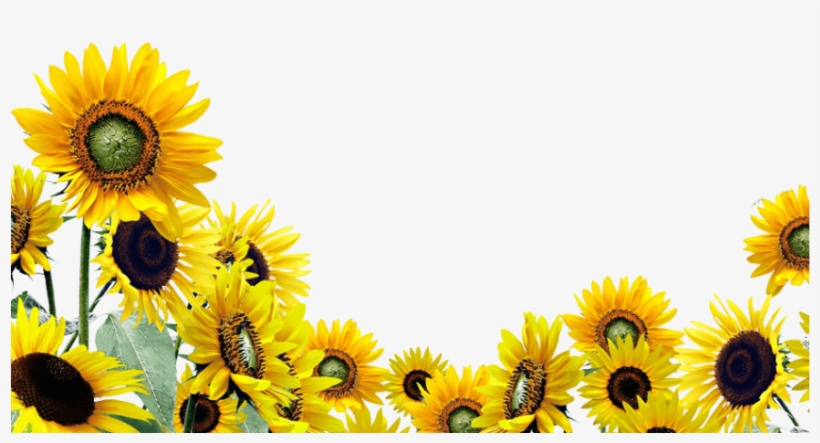 Free Png Download Sunflower Png Png Images Background Sunflower Garden Transparent Background Free Transparent Png Download Pngkey