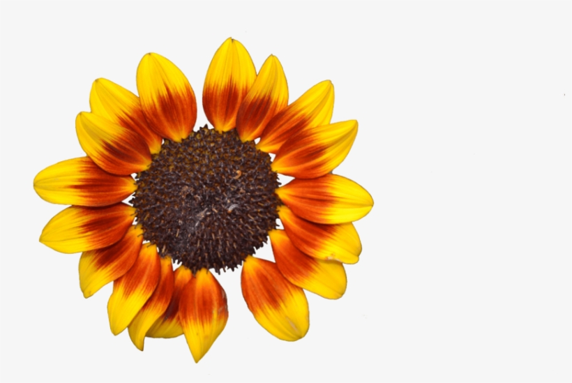 Free Png Download Sunflower Png Tumblr Png Images Background - Flor De Girasol Png, transparent png #8184056