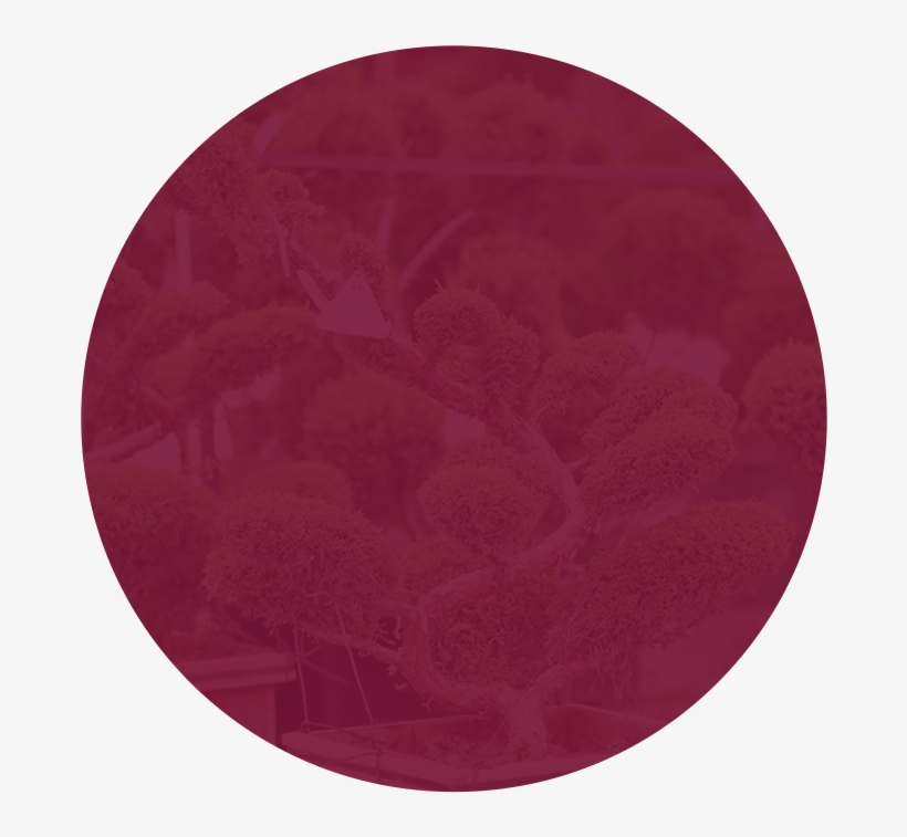 Southwest Nursery - Circle, transparent png #8184325