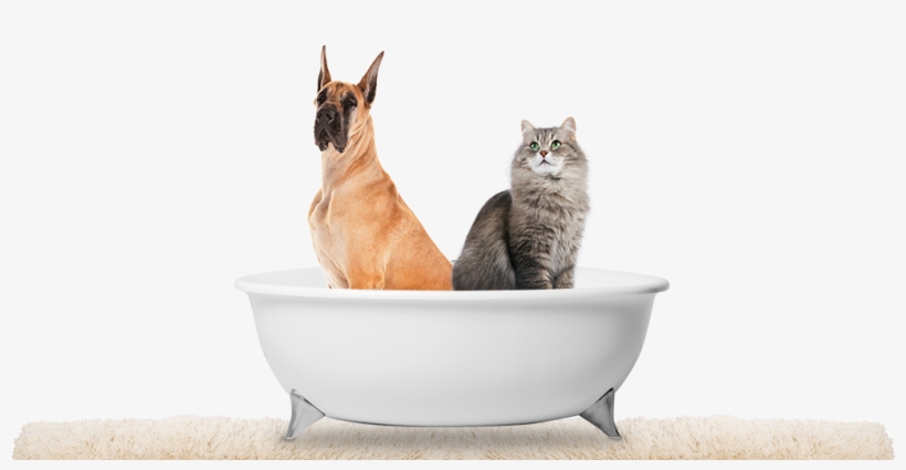 Pet Products Beta Page 2b - Great Dane, transparent png #8184439