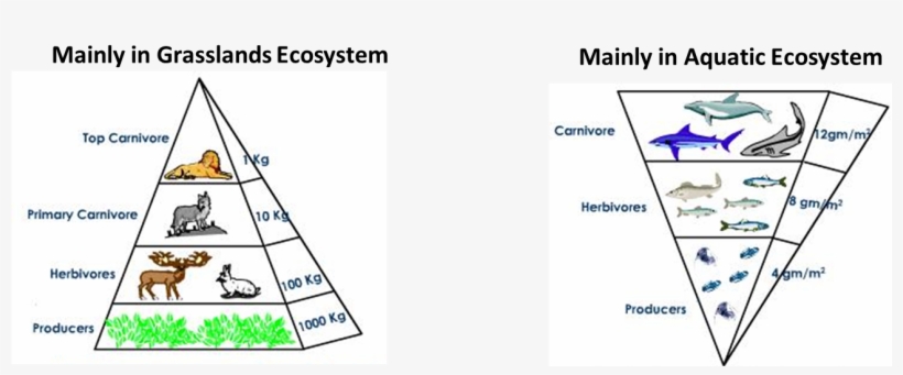 Pyramid Of Biomass - Trophic Level Are Humans, transparent png #8184953