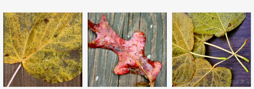 Maple Leaf, transparent png #8185649