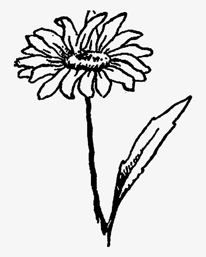 Drawn Wildflower Daisy Flower - Chrysanths, transparent png #8186440