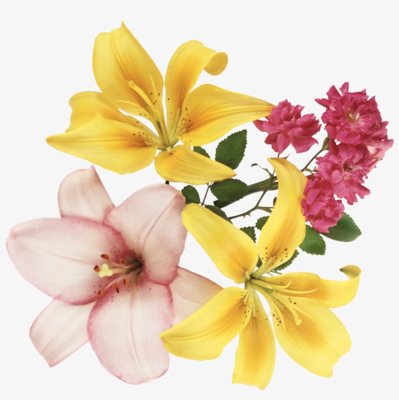 Gifs Y Fondos Paz Enla Tormenta ® - Bom Dia Motivado Mensagem, transparent png #8187009