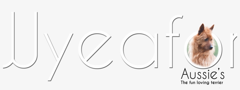 Zara Boyle Design - Ragamuffin, transparent png #8189582