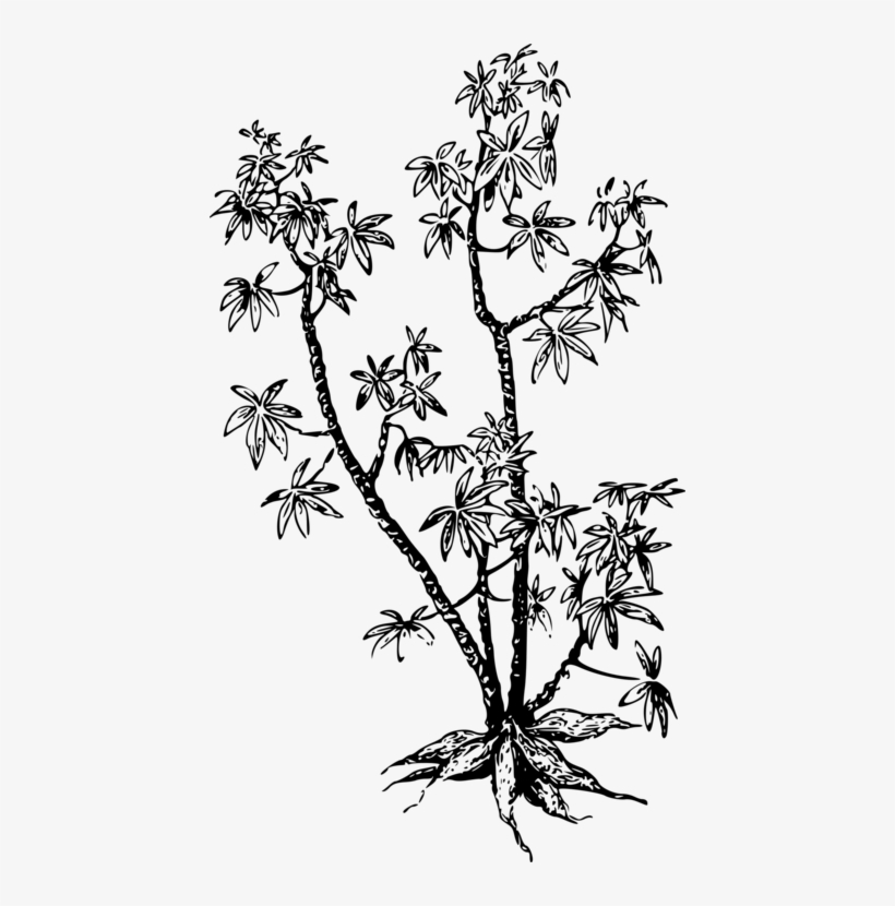 All Photo Png Clipart - Cassava Plant Clip Art, transparent png #8191448