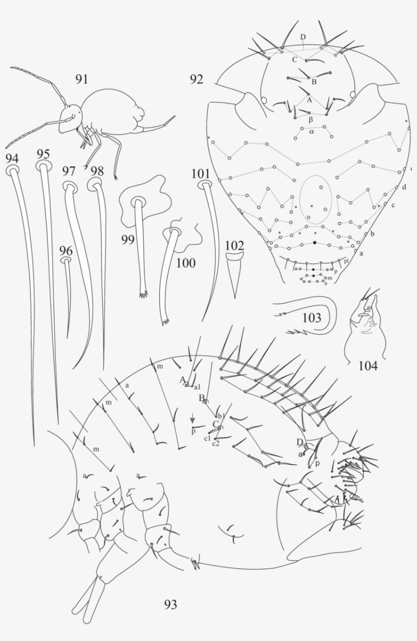91, Outline Of Habitus - Line Art, transparent png #8192144