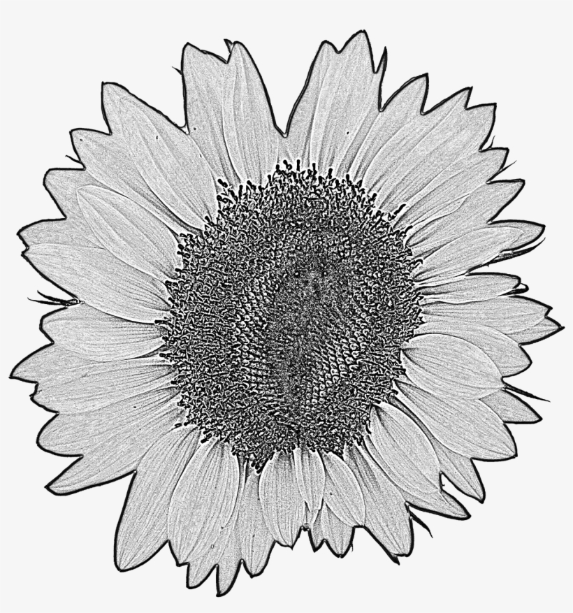 Sun - วาด ภาพ ดอก ทานตะวัน, transparent png #8193075