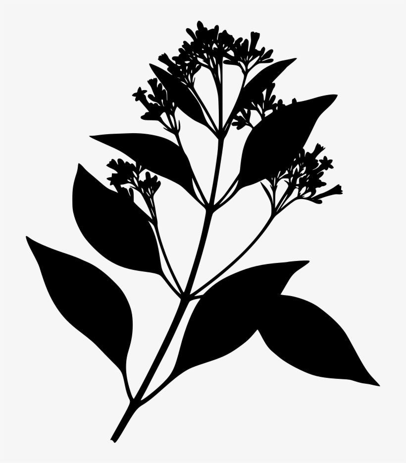Download Png - Cinchona Bark, transparent png #8194030