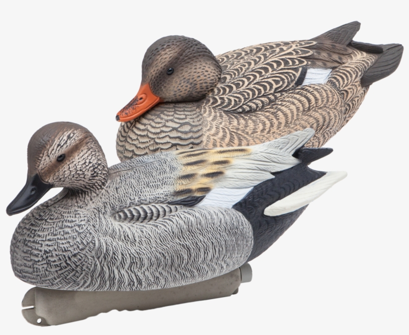 Floating Gadwall Duck Hunting Decoys From Final Approach - Gadwall, transparent png #8196005
