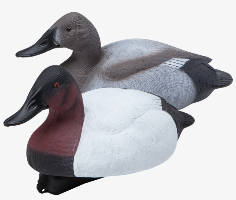 Floating Canvasbacks Six Pack Of Duck Hunting Decoys - Redhead, transparent png #8196067