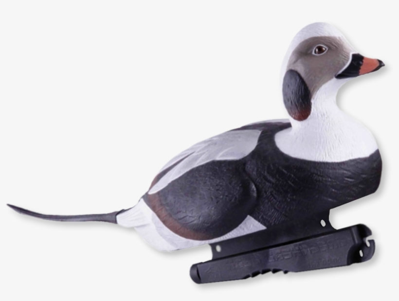 Home / Decoys / Duck Hunting Decoys - Long Tailed Duck Decoys, transparent png #8196092