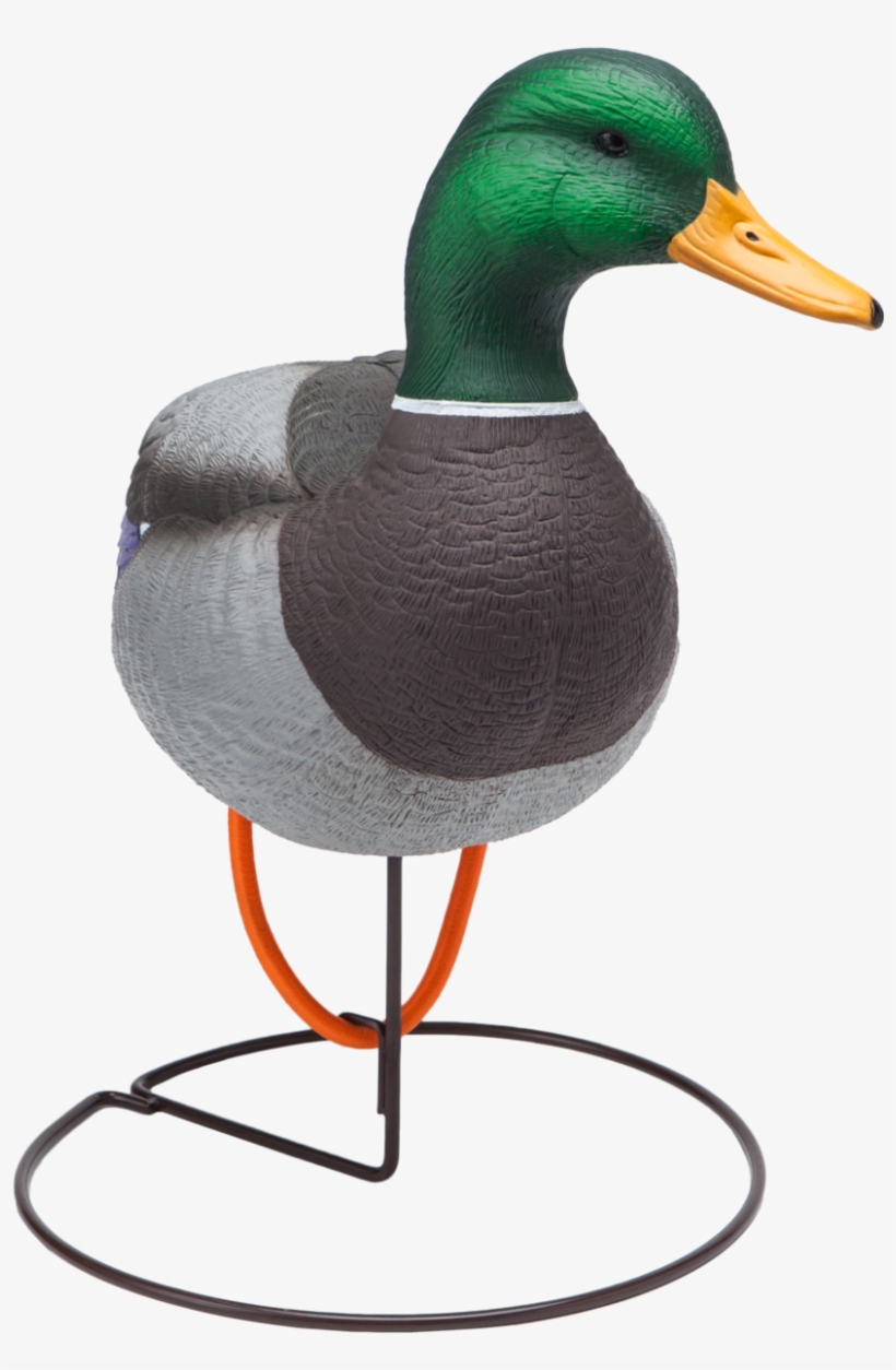 Oversized Field Mallard Drake Active Duck Hunting Decoy - Mallard, transparent png #8196260