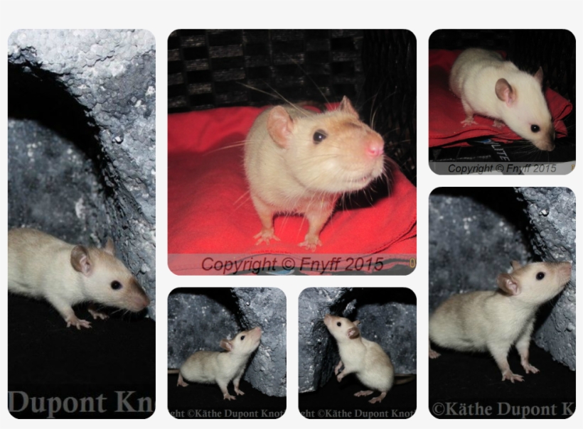 Nicerats Ceviche Født - Rat, transparent png #8196415