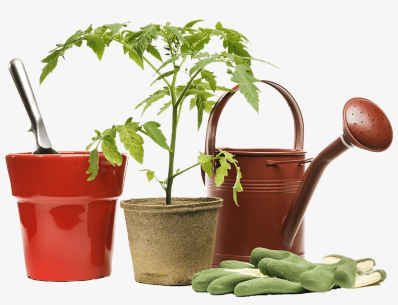 One Of The Most Important Aspects One Should Take Extra - Tomato Plant In A Tiny Pot, transparent png #8197248