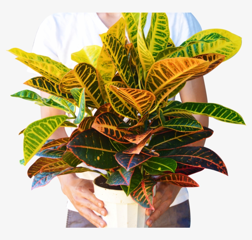 Croton Petra 'joseph's Coat' Plant - Anthurium, transparent png #8197318