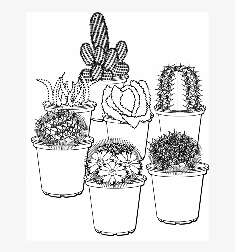 Find Assorted Cacti At Bunnings Warehouse Visit - Gambaran Sketsa Pot Bunga, transparent png #8197458