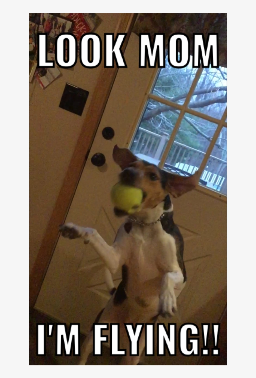 My Dog Has Been Jumping All Morning She Must Be Happy - Cockatiel, transparent png #8197584