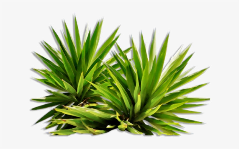 Bush Clipart Yucca - Png Plants, transparent png #8197646