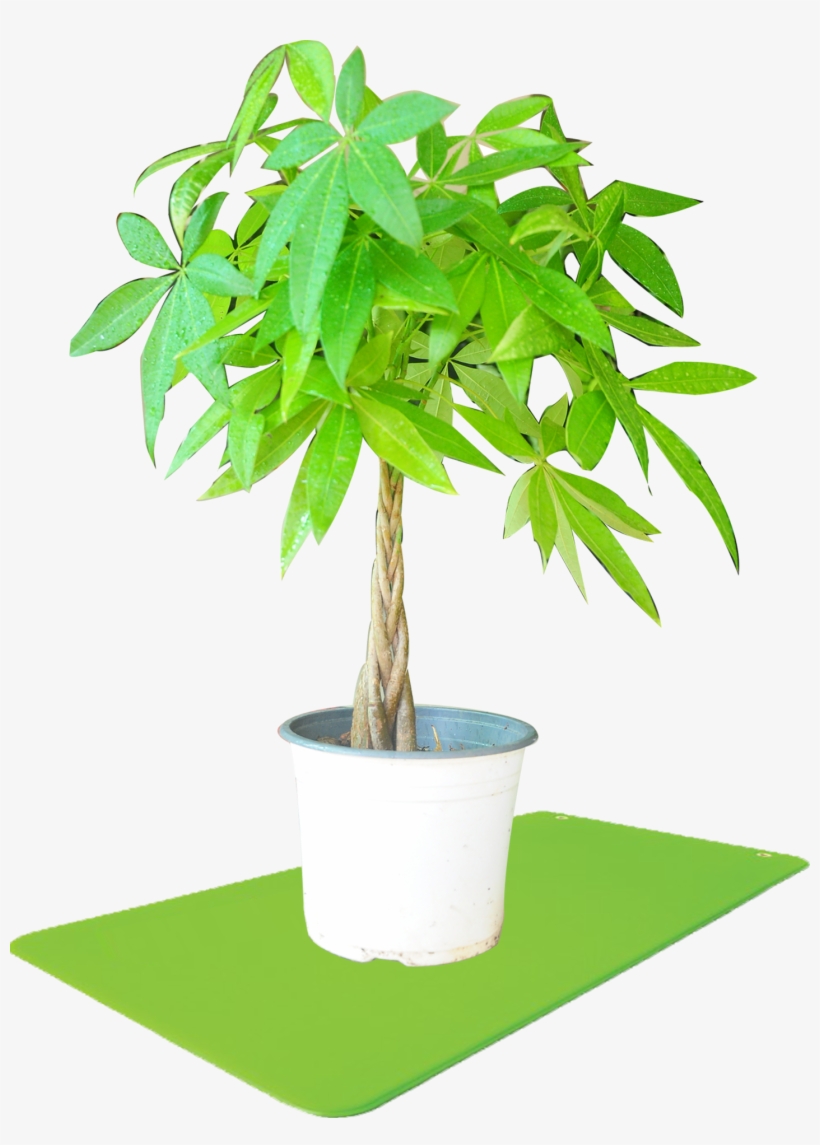 Flowerpot, transparent png #8197713