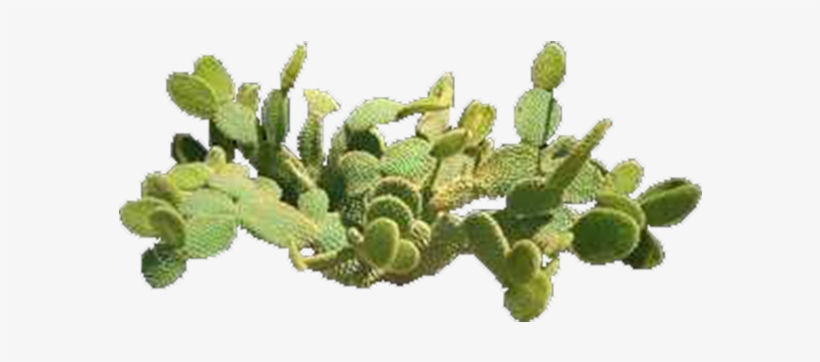 Product Item - Prickly Pear Top View, transparent png #8197850