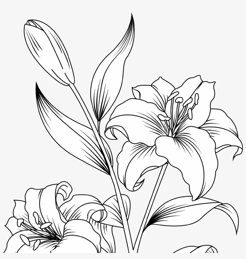 Stargazer Lily Svg