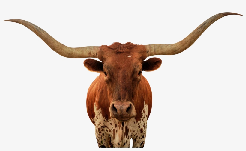 Animalps Battle - Bull, transparent png #8199420