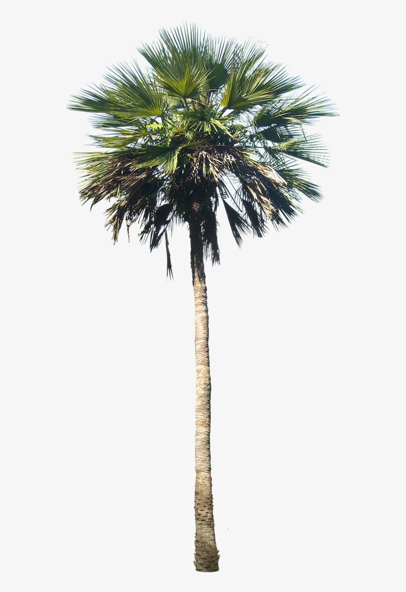 Washingtonia Palm Tree - Phoenix Palm Tree, transparent png #820007