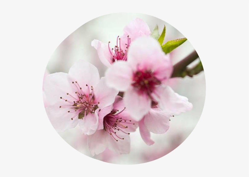 Spring Blossoms Flowers Branch Photo Editor - Fotomurales Flor De Cerezo, transparent png #820710