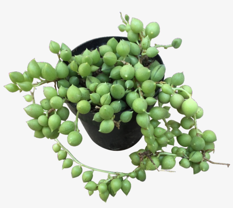 String Of Pearls - String-of-pearls, transparent png #820879