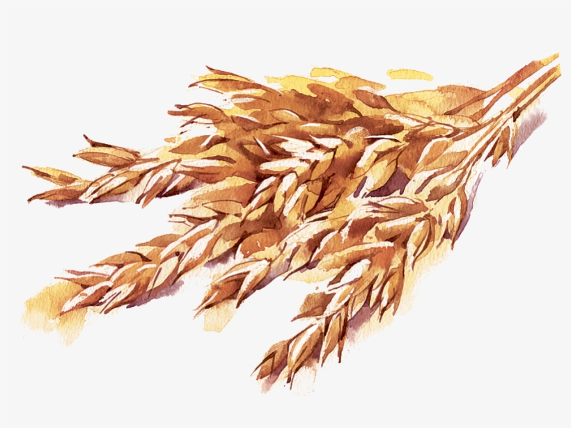 2lb Oat - Dizao Organics Avena 4.25 Gr., transparent png #821075