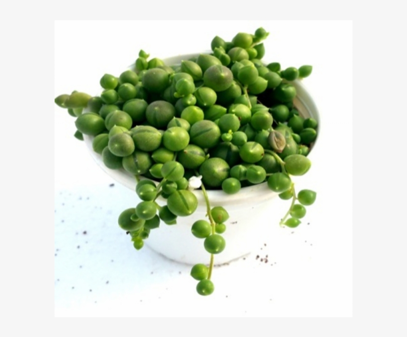 String Of Pearls Houseplant Succulent - Succulent Plant, transparent png #821284