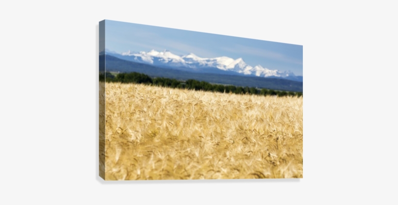 Golden With A Row - Posterazzi Golden Barley Field With A Row Untains In, transparent png #821494