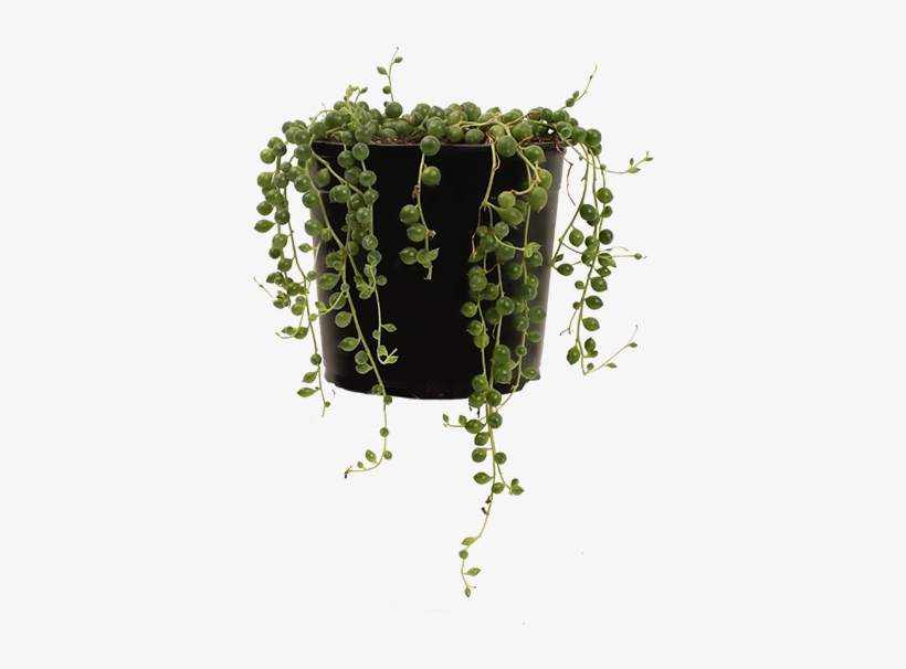 String Of Pearls - String-of-pearls, transparent png #821767