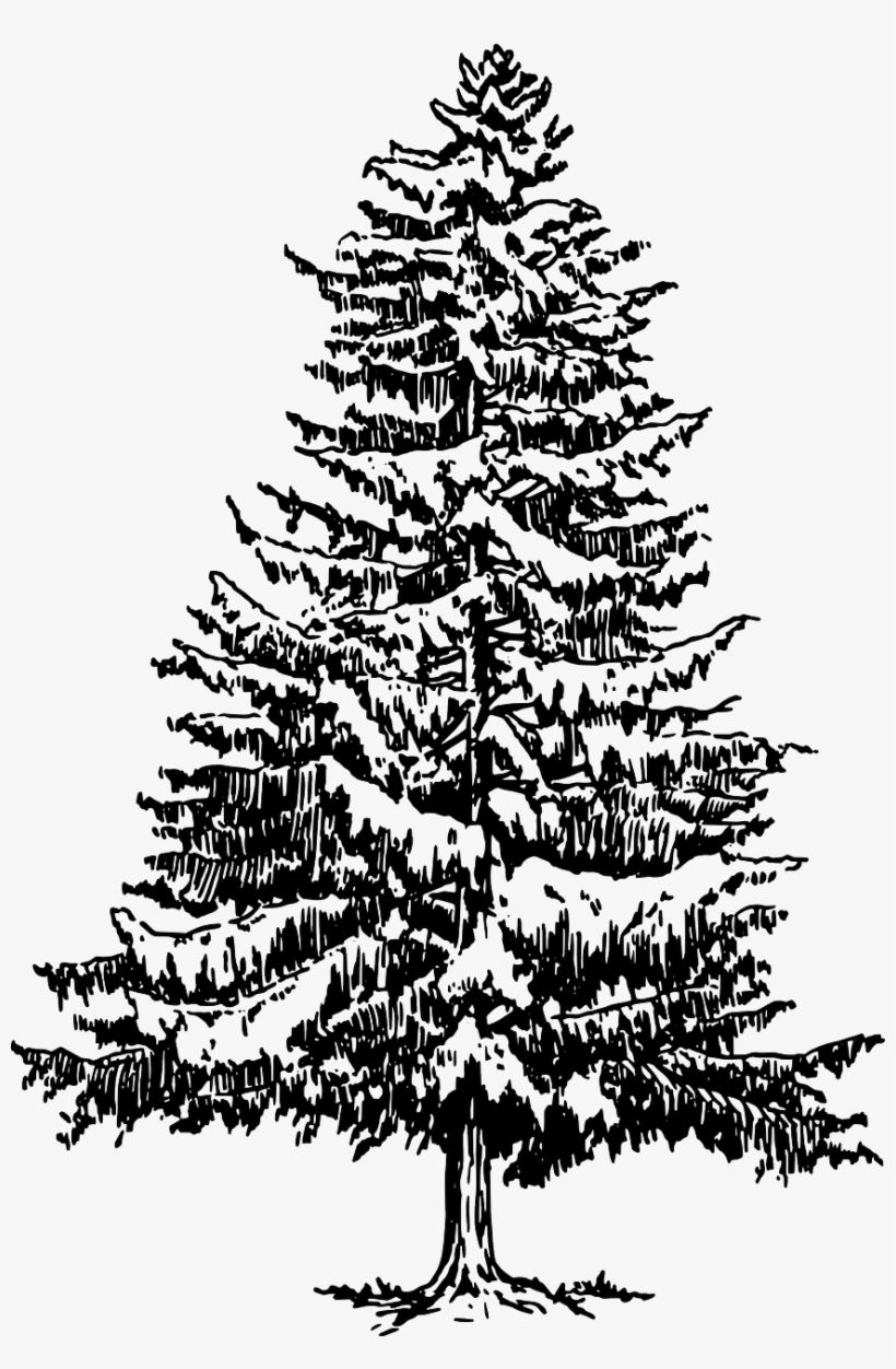 How To Draw A Christmas Tree - Pine Tree Black And White, transparent png #824093