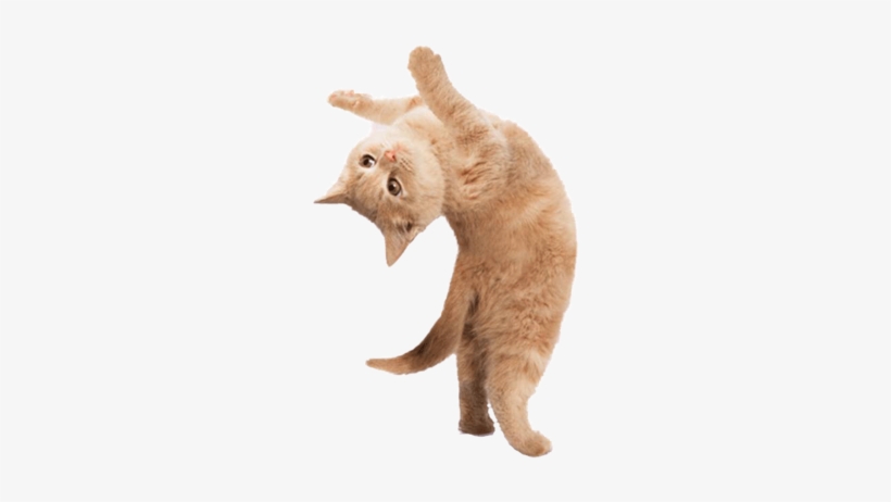 1 166 - Happy Beautiful Cat, transparent png #824177