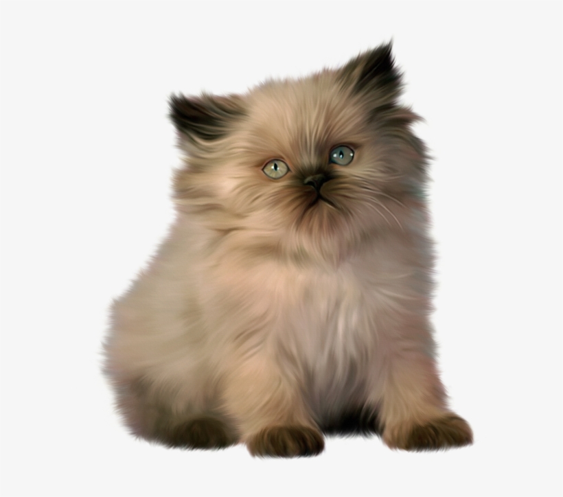 Tube Chat - Ragdoll Cat Clipart, transparent png #824262