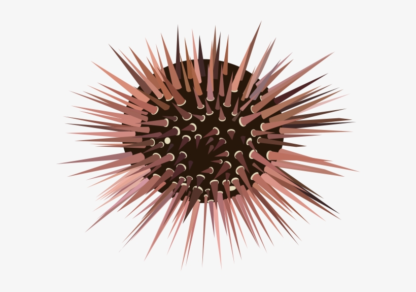 Sea Urchin Clipart Png, transparent png #825190