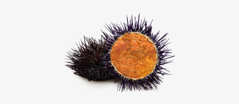 Sea Urchin - Erizo De Mar Png, transparent png #825234