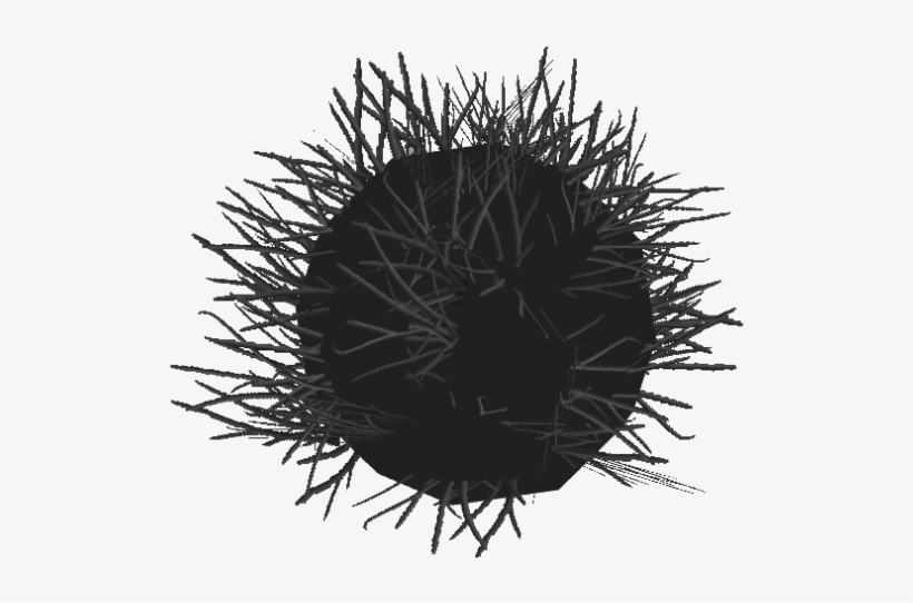 Diadem Sea Urchin - Equinodermos Erizo De Mar, transparent png #825407