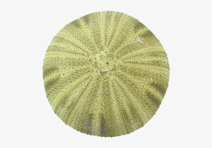 Sea Urchin Green Png, transparent png #825429