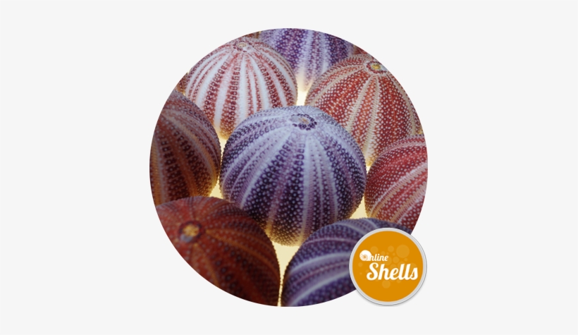 Sea Urchin Cornish Carnival 10-12cm - Seashell, transparent png #825555