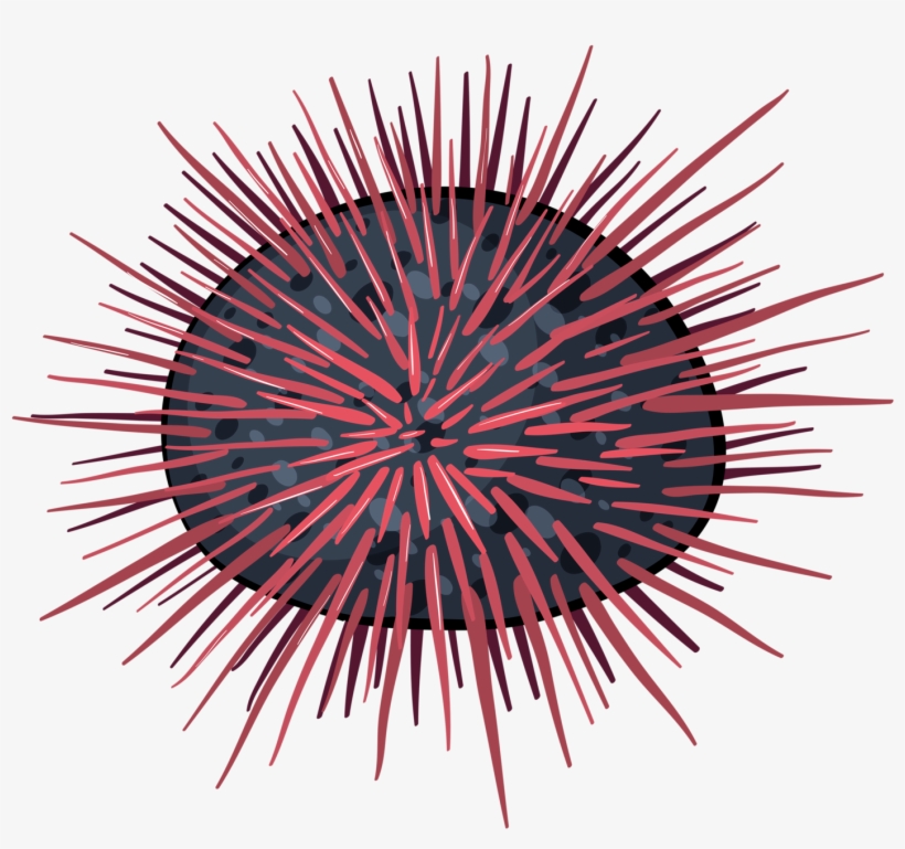 At Getdrawings Com Free For Personal Use - Transparent Sea Urchin Icon, transparent png #825596