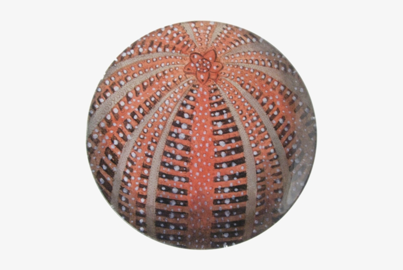 Red Sea Urchin, transparent png #825619