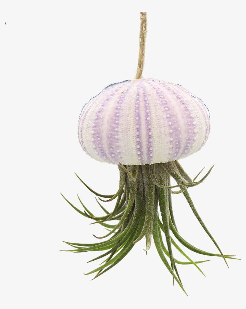 Hanging Pink Sea Urchin Jellyfish With Live Tillandsia - Sea Urchin Hanging Jellyfish With Live Tillandsia Air, transparent png #825642