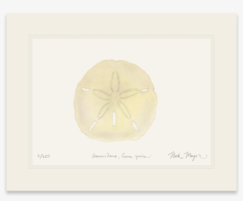 Ivory Sand Dollar - Library, transparent png #825807