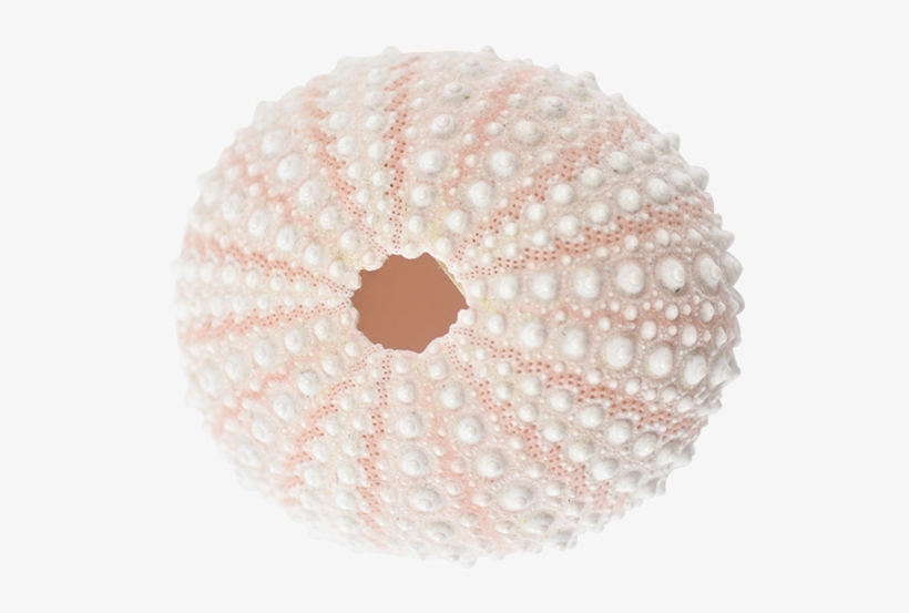 Sea Urchin Pink 1 2" - Bead, transparent png #825827