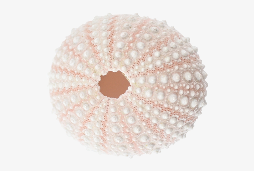 Sea Urchin Pink 1 2" - Bead, transparent png #825827