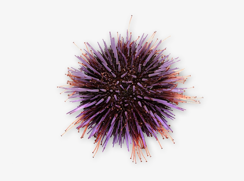 Purple Urchin - Sketch, transparent png #825868